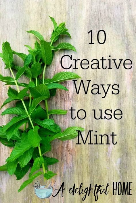 Do you have an abundance of mint plants taking over your garden? When you have run out of recipes to sneak mint into, use this handy guide for 10 creative ways to use your excess so it doesn’t go to waste! #mint #gardening #herbgarden Ways To Use Mint, Uses For Mint Leaves, Mint Plant Uses, Mint Recipes Fresh, Drying Mint Leaves, Mint Herb, Peppermint Plants, Preserving Herbs, Mint Oil