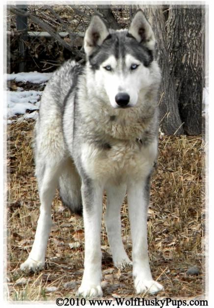 Wolf Husky Mix they're gorgeous I've been reading up on the history and care of these animals and it seems like a good fit for me - I've wanted one for quite a few years now Wolf Husky Hybrid, Husky Wolf Mix, Wolf Hybrid Dogs, Husky Tattoo, Wolf Pups, Beautiful Wolf, Wolf Husky, Husky Cross, Wolf Hybrid