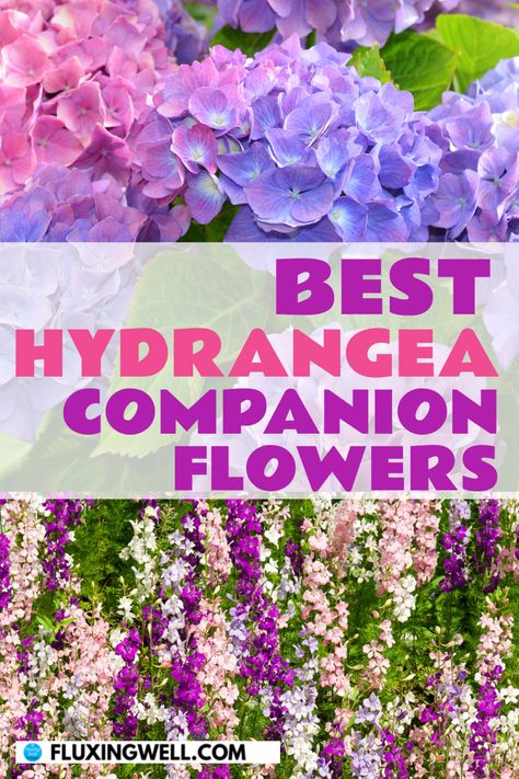 Hydrangeas and delphiniums, one of the best hydrangea companion flowers Garden Hydrangeas Landscape, Landscape Ideas Hydrangea Plants, Hosta And Hydrangea Garden, Hydrangea Planting Combinations, What To Plant With Hydrangeas Landscapes, Annabelle Hydrangea Companion Plants, Companion Plants For Hydrangeas, Hydrengas Garden Ideas, Hydrangea Garden Bed