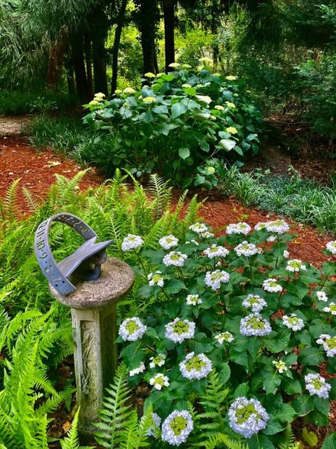 Propagating Hydrangeas, Gardening Photos, Hydrangea Arborescens Annabelle, Coastal South Carolina, Fine Gardening Magazine, Hydrangea Arborescens, Native Plant Gardening, Southern Garden, Carol Ann