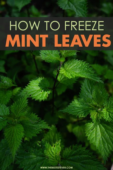 How To Preserve Mint Leaves Fresh Herbs, Preserving Fresh Mint Leaves, Storing Fresh Mint Leaves, Can You Freeze Mint Leaves, How To Preserve Fresh Mint Leaves, Freezing Fresh Mint Leaves, How To Preserve Fresh Mint, Storing Mint Leaves, How To Store Fresh Mint Leaves