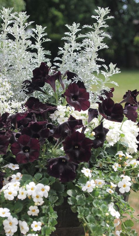 HGTV HOME Plant Collection Releases Chic Black & White Annual Mixes Purple Petunias, Goth Garden, Porch Flowers, Container Garden Design, Porch Planters, Gothic Garden, Container Gardening Flowers, Flower Pots Outdoor, Dusty Miller