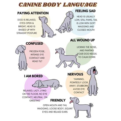 #cutedogs #doglove #funnydog #goldenretriever #goldendogs #doglover Chart Dog, Fun Facts About Dogs, Dog Infographic, Puppy Labrador, Dog Communication, Dog Psychology, Meds For Dogs, Dog Body Language, Healthy Dog Treats Homemade