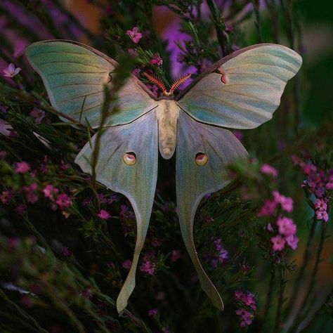 Lunar Moth Photography, Pretty Moths Real, Lunar Moth Aesthetic, Luna Moth Color Palette, Lunar Moth Fairy, Luna Moth Aesthetic, Chinese Luna Moth, Cool Moths, Luna Moth Wallpaper