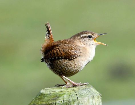 Jenny Wren Jenny Wren Bird, Fairy Wren Drawing, Superb Fairy Wren Tattoo, Fairy Wren Art, Wren Sculpture, Jenny Wren, Wren Bird, Fairy Wren, Chickadees