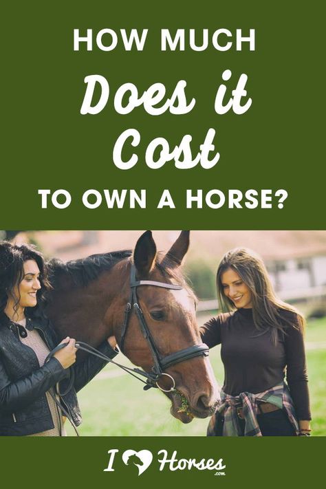 How Much Does It Cost To Own A Horse, Cost Of Owning A Horse, Horse Ownership For Beginners, Owning A Horse For The First Time, Homestead Horses, Equestrian Workout, Buying A Horse, Horse Nutrition, Horse Ownership