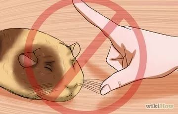 3 Ways to Get Your Guinea Pig to Trust You - wikiHow Golden Hamster, Guinea Pig Diy, Hamster Diy, Guinea Pig Food, Guinea Pig House, Class Pet, Hamster Care, Baby Guinea Pigs, Guinea Pig Bedding