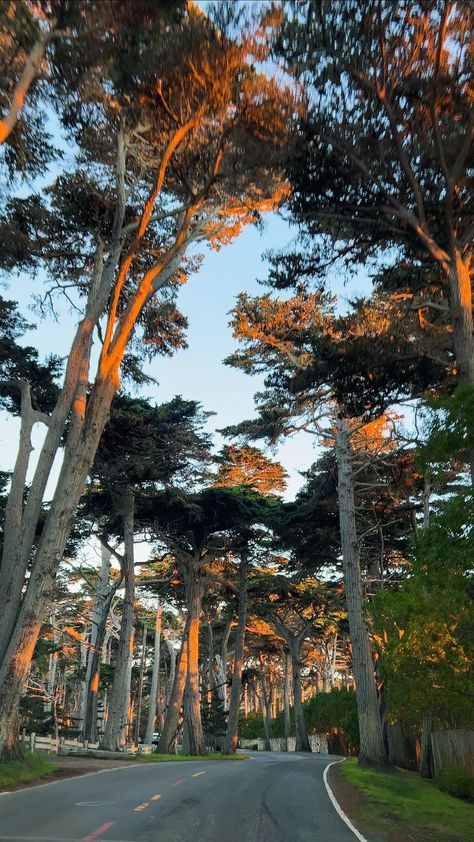 California Road Trip Aesthetic, 17 Mile Drive California, Oliver Core, California Forest, Coastal Cliffs, Mid 30s, Pebble Beach California, Pacific Grove California, 17 Mile Drive