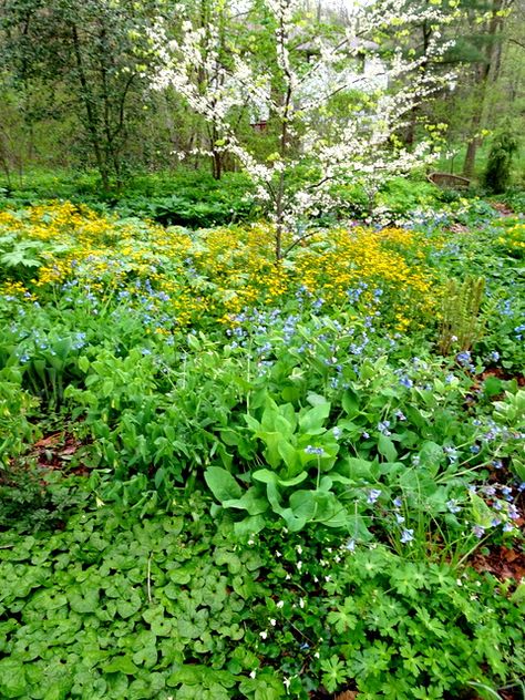 Your Native Woodland: If You Build It They Will Come, Part 2 – CAROLYN'S SHADE GARDENS Native Woodland Garden, Woodland Planting Scheme, Garden Palette, Native Landscaping, Native Plant Landscape, Planting Combinations, Planting Schemes, Butterfly Gardens, Shade Gardening