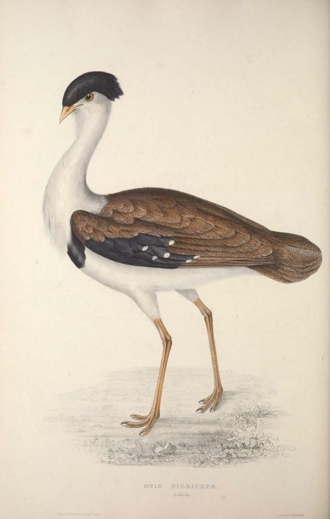 Great Indian Bustard Bustard Bird, Great Indian Bustard, Kori Bustard, Natural History Illustration, Himalayas Mountain, Vintage Bird Illustration, History Illustration, Bird Identification, Bird Illustrations