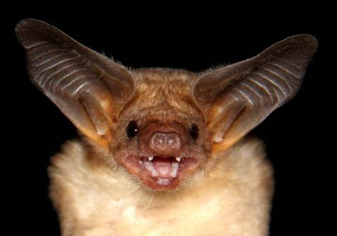 The biggest library of bat sounds has been compiled to identify bats from their calls in Mexico – a country which harbours many of the Earth's species and has one of the highest rates of species extinction and habitat loss. Packaged Salad, Funny Wild Animals, Bat Photos, Species Extinction, Bat Species, Dancing Animals, Rare Species, Rare Animals, Primates