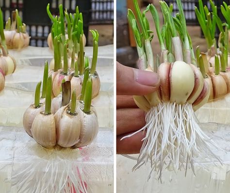 Garlic Plants, Garlic Garden, Diy Home Garden, Home Garden Ideas, Planting Garlic, Bucket Gardening, Harvesting Herbs, Vegetable Garden Diy, Health And Vitality