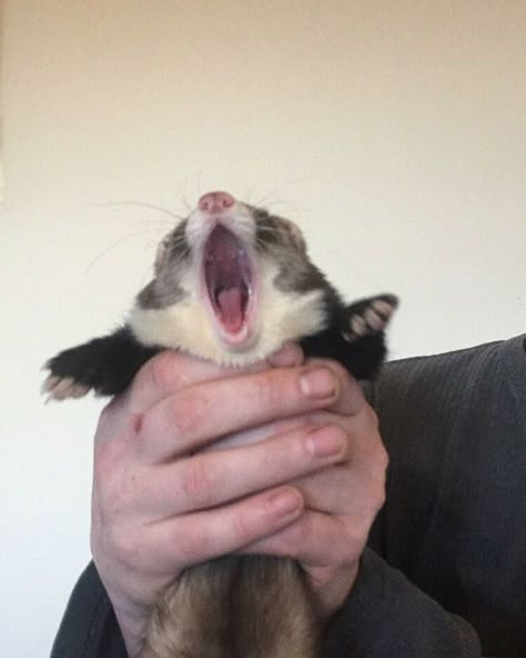 European Polecat, Funny Ferrets, A Ferret, Pet Ferret, Cute Ferrets, Be Curious, Cute Animals Images, Pretty Animals, Silly Animals