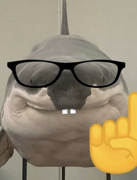 Silly Sharks, Shark Stuff, Shark Pictures, Cute Shark, Silly Animals, Marine Biology, Marine Animals, Reaction Images, Ocean Animals