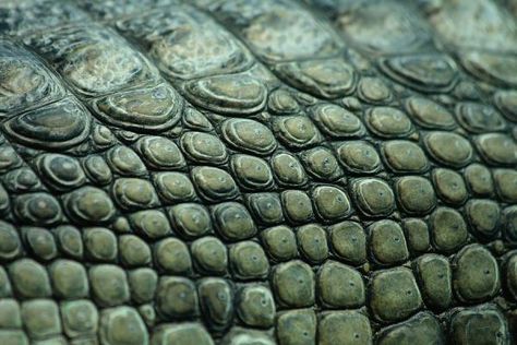 When Reptile Scales Resemble Beautiful Mosaics Reptile Scales, Reptile Skin, Crocodile Skin, Crocodiles, Leather Texture, Animal Skin, The Princess And The Frog, Patterns In Nature, Color Textures