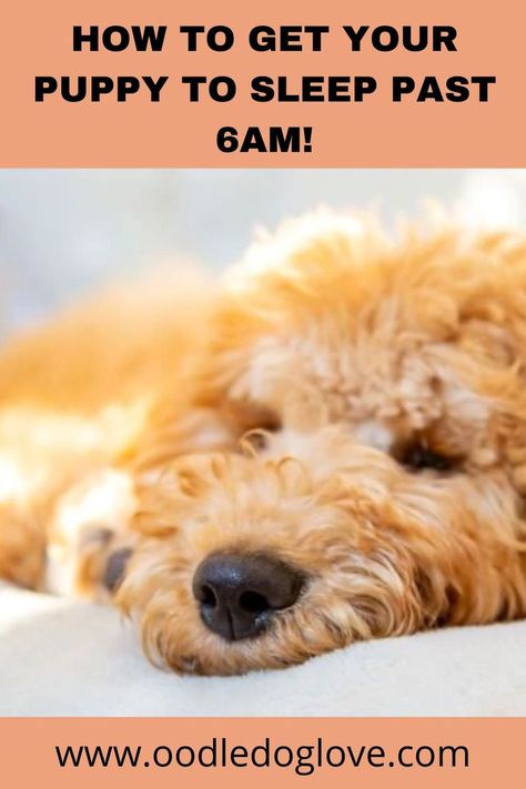 Get Sleep, Tired Puppy, Hyper Dog, Puppy Find, Sleep Late, Sleeping Too Much, Durable Dog Toys, Labradoodle Puppy, Sleeping Puppies