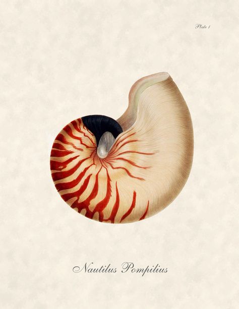 Art Coquillage, Nautical Crafts, Seashell Painting, Marine Art, Coastal Painting, Seashell Art, Scientific Illustration, Shell Art, Nautilus