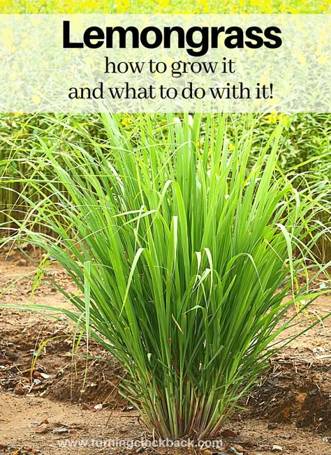 Love making lemongrass recipes but tired of buying it in the store?  Grow lemongrass at home!  Here are a few tips for planting  your own lemongrass right in the back yard.  As well as a few creative ways to use it once it is flourishing!  #gardeningtips #lemongrass #backyardgardens How To Use Lemongrass Plant, Lemon Grass Plant, Utah Landscaping, Medical Garden, Lemongrass Recipes, Grow Lemongrass, Lemongrass Plant, Lantana Plant, Beginners Gardening