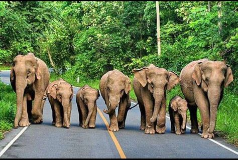 Herd Of Elephants, Elephants Never Forget, Elephant Walk, Save The Elephants, Asian Elephant, Elephant Love, Elephant Family, African Elephant, Animal Photo