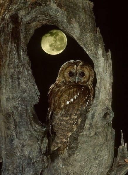 Owl Moon, Tawny Owl, Asthetic Picture, A0 Poster, Nature Picture, Photo Greeting Cards, Poster Size Prints, A4 Poster, 1000 Piece Jigsaw Puzzles