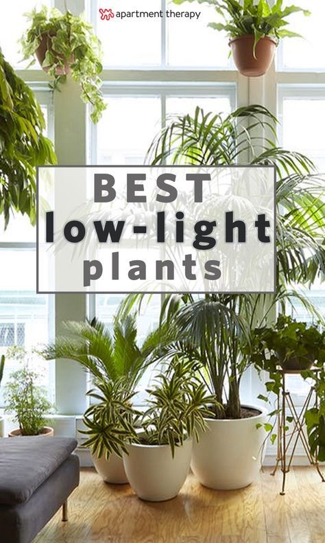 8 Houseplants that Can Survive Urban Apartments, Low Light and Under-Watering | choosing the right plant for your plant-care style and your specific home are two of the most important factors for keeping a houseplant alive. Based on the conditions of your home, along with your aesthetic preferences, you can find your best match. Indoor Plants Low Light, Urban Apartment, Apartment Plants, Plants To Grow, Inside Plants, Best Indoor Plants, Low Light Plants, Bathroom Plants, Plants Indoor