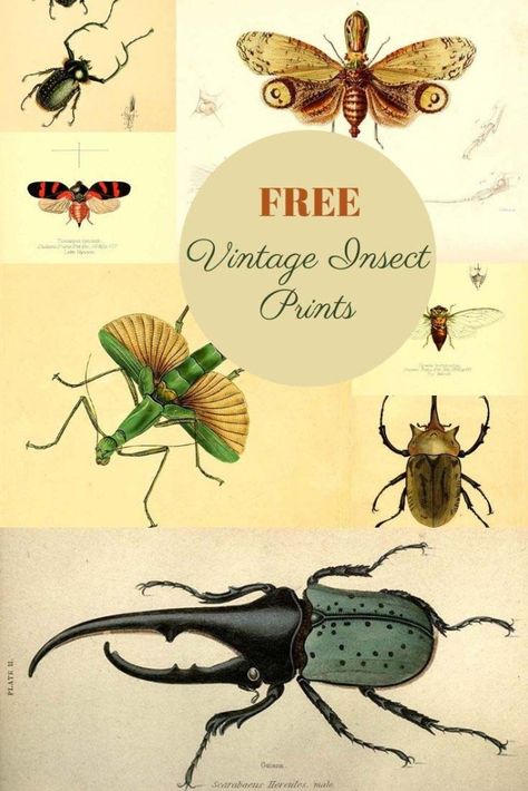 A wonderful collection of individual vinatge free insect prints to download. There is also a clipart version of each insect illustration. #insects #beetle Vintage Insect Prints, Beetle Illustration, Insect Illustration, Pictures Of Insects, Flowers Frame, Foto Transfer, Insect Print, Free Vintage Printables, Free Printable Wall Art