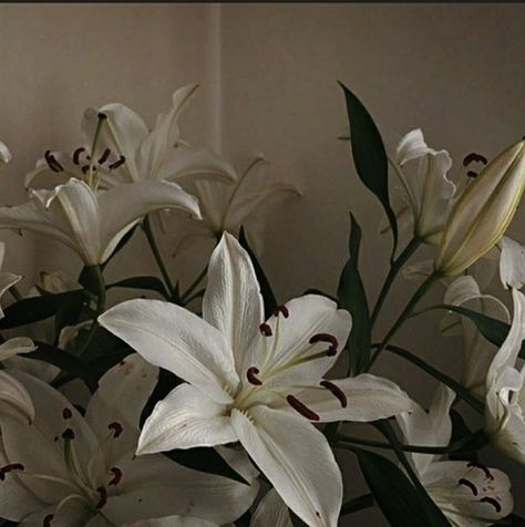 Lily Pfp Flower, White Lily Aesthetic, Genya Safin Aesthetic, Lily Flower Aesthetic, Lilies Aesthetic, Lily Core, Lily Aesthetic, Genya Safin, Lilium Flower