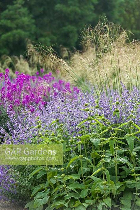 Phlomis Russeliana, Rice Image, Stipa Gigantea, Plant Photography, Color Rosa, Garden Plants, Gap, This Is Us, Rice