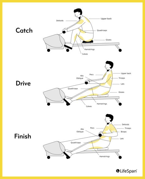 Rower Machine Workout, Rowing Machine Benefits, Rowing Machine Workout Benefits, Rowing Benefits, Row Machine Benefits, Rowing Machine Workout, Cardiovascular Fitness, Steady State Cardio, Rowing Workout