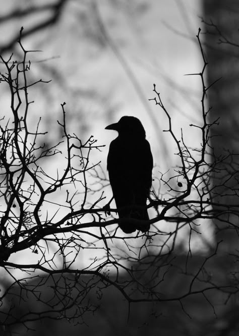 Birds Photography Art, Rabe Tattoo, Dark Tumblr, Raven Bird, Raven Art, Crows Ravens, Black Crow, Gothic Aesthetic, Dark Photography