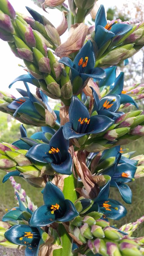 Sapphire Tower Plant Inspiration, Family Flowers, Garden Inspo, Succulent Garden Diy, Gum Paste Flowers, Flowers Photo, Unusual Plants, Unusual Flowers, Rare Flowers