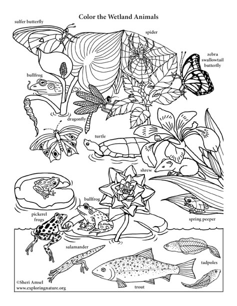 Land And Water Animals Worksheet, Wetlands Activities, Ecosystem Coloring Pages, Ecosystem Worksheets, Wetland Animals, Grade 6 Biodiversity Activities, Australia Activities, Marine Biology Coloring Pages, World Wetlands Day