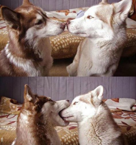 Husky Humor, Husky Funny, Husky Mix, Airedale Terrier, Memes Humor, Husky Dogs, Funny Animal Pictures, Dog Memes, Siberian Husky