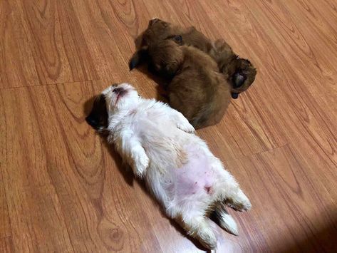 This Puppy Sleeps Like As If It Was 'Turned Off' And It Looks Ridiculously Cute (30 Pics) Upward Facing Dog, Sleeping Puppies, Puppy Names, Shih Tzu Puppy, Puppy Care, Sleeping Dogs, Cute Dogs And Puppies, Dog Gifs, Puppy Training