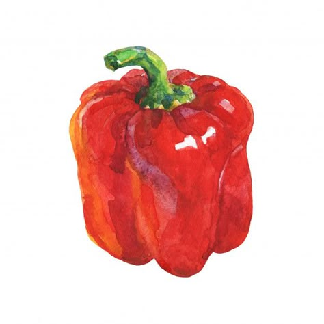 Watercolor red paprika isolated hand dra... | Premium Photo #Freepik #photo #watercolor #food #hand #paint Vegetable Painting, Food Art Painting, Vegetable Illustration, Watercolor Food, Colorful Vegetables, Watercolor Red, Yellow Pepper, Fruit Painting, 수채화 그림