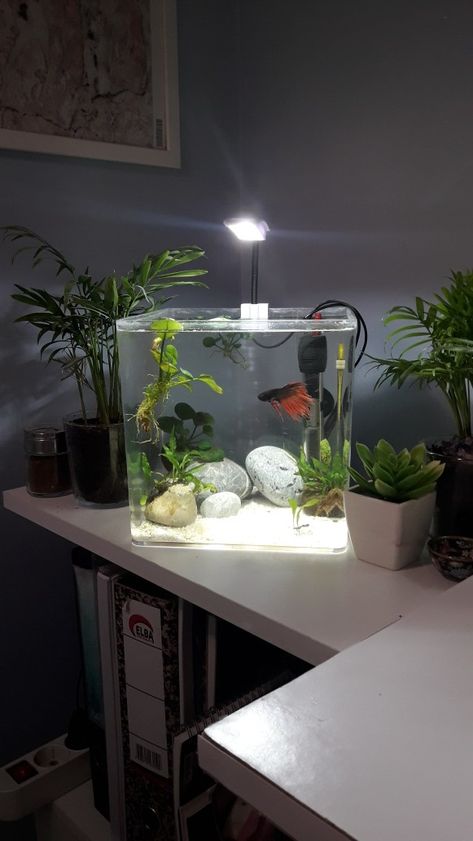 Betta Fish Aesthetic Tank, Small Aesthetic Fish Tank, Aethstetic Fish Tank, Aesthetic Fishtanks, Aesthetic Aquarium Ideas, Fish Tank In Room Aesthetic, Mini Aquarium Ideas Fish Tanks, Small Fish Tank Aesthetic, Small Fish Tank Decor Ideas