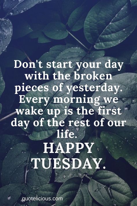 Tuesday Quotes and Sayings 31 Funny Tuesday Quotes, Tuesday Quotes Funny, Funny Tuesday, Good Morning Saturday Wishes, Tuesday Motivation Quotes, New Month Quotes, Happy Tuesday Quotes, Good Morning Tuesday, Good Morning Saturday