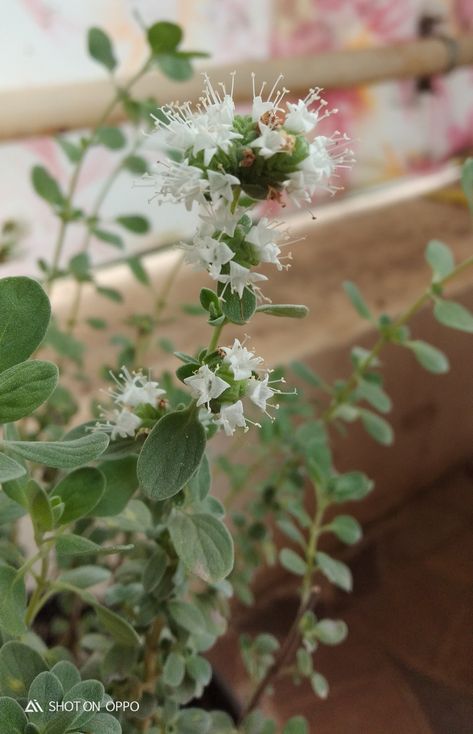 Marjoram(Maruvam flowers) Marjoram Flower, Marjoram, Nature Lover, Herbs, Plants, Flowers, Nature