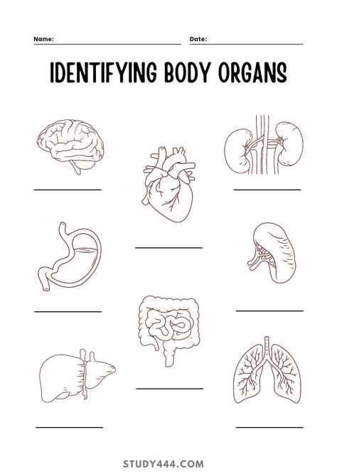 #bodyorgans #worksheet #scienceworkaheet #identifybodyorgans Body Organs Worksheet, Human Body Organs, Body Outline, Organ System, Teaching Biology, Body Organs, English Vocabulary Words Learning, English Vocabulary Words, Vocabulary Words