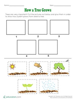 Preschoolers will learn sequencing, storytelling, and a little bit of science too with this worksheet about how a tree grows. Help them put the steps of a tree's life in the correct order.#educationdotcom Preschool Science Lessons, Life Cycles Preschool, Tree Life Cycle, Letter Recognition Worksheets, Alphabet Crafts Preschool, Planting A Tree, Fall Preschool Activities, Alphabet Kindergarten, Tree Study