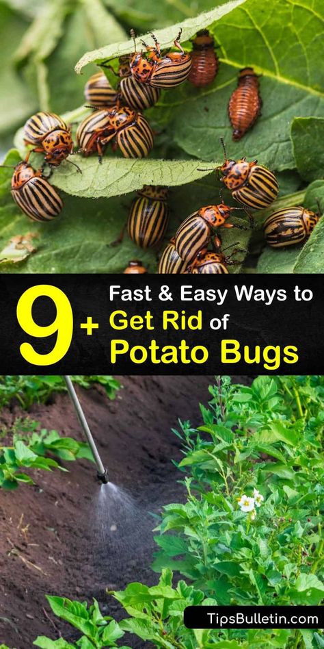 Potato Bugs, Diy Bug Spray, Natural Insecticide, Sweet Potato Vine, Natural Pesticides, Organic Pesticide, Potato Vines, Garden Bugs, Row Covers