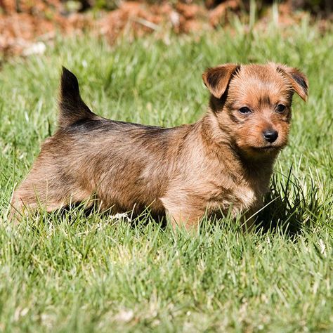 LittleThings.com : Australian Terrier : Hypoallergenic Dogs: 28 Dogs That Don’t Shed -- Size The Australian terrier is 10 to 11 inches high and weighs 12 to 14 pounds. Coat He is double-coated, with the outer coat straight and rough, and the undercoat soft, thick, and weatherproof. This hypoallergenic dog sheds little or no hair, needs to be brushed several times a week, and be groomed every three months. Bathing an Australian terrier should only be done when absolutely necessary so that his ... Australian Terrier Puppies, Best Hypoallergenic Dogs, Cutest Dog Breeds, Tiny Dog Breeds, Australian Terrier, Skye Terrier, Super Cute Dogs, Hypoallergenic Dogs, Silky Terrier