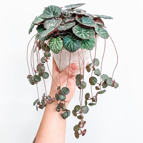 Strawberry Begonia, Saxifraga Stolonifera, Starter Plants, House Plants Decor, 수채화 그림, Room With Plants, Ornamental Plants, Cactus Y Suculentas, Pretty Plants