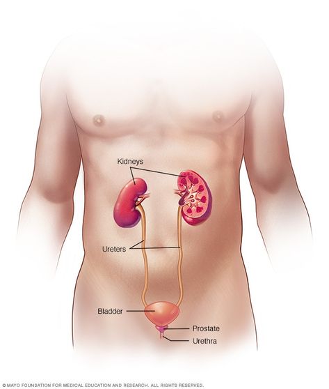 Urine color - Symptoms and causes - Mayo Clinic Lower Back Pain Causes, Pregnancy Pain, Reflux Symptoms, Mayo Clinic, Urinary Tract, Health Issues, Surgery, Anatomy, Amber