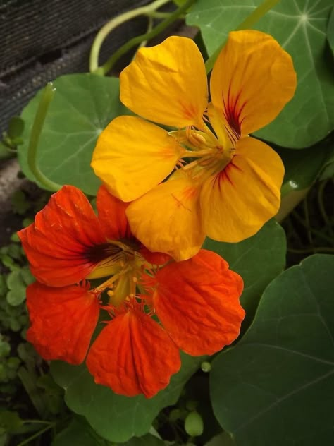 Nasturtium Flower, Flora Y Fauna, Flower Boutique, Fruit Flowers, Garden Fairy, Language Of Flowers, Flower Photography, Naive Art, Edible Flowers