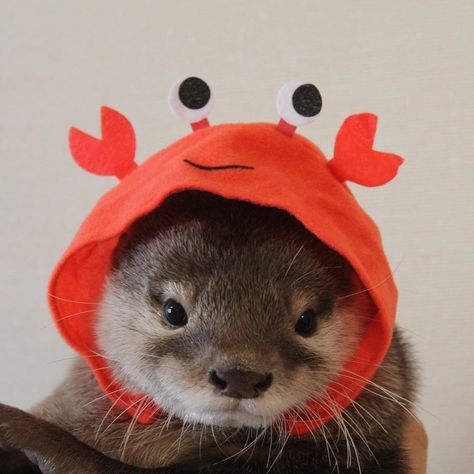 A Ferret, An Animal, Ferret, Otters, Crab, On Twitter, Twitter, Red, Animals