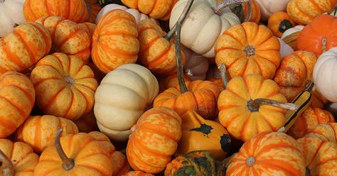 When To Plant Pumpkins In Zone 8 - The Garden Magazine Plant Pumpkins, When To Plant Pumpkins, Pumpkins Growing, Vegetable Garden Soil, Decorative Pumpkins, Shade Tolerant Plants, Grow Avocado, Garden Magazine, When To Plant