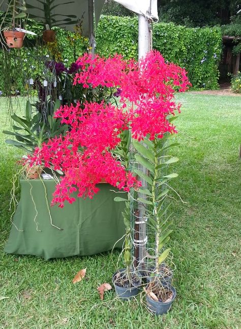 Terete Vanda Orchids | On display; renenthera storiei Renanthera Orchid, Russian Garden, Terrace Gardening, Vanda Orchids, Majorca, Bougainvillea, Fort Lauderdale, On Display, Orchids