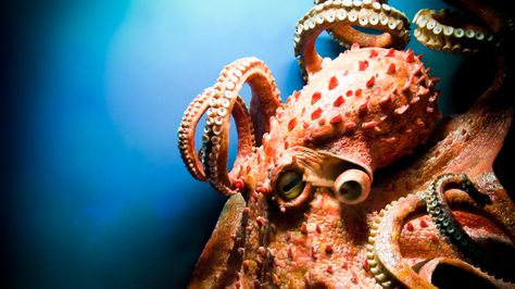 A new book delves deeply, and emotionally, into the intelligence of octopuses. Giving it a rave review, anthropologist Barbara J. King says it may be time to offer captive octopuses their freedom. Octopus Photography, Octopus Species, Octopus Pictures, Kraken Art, Giant Pacific Octopus, Octopus Tattoo Design, Octopus Squid, Fauna Marina, Wild Art