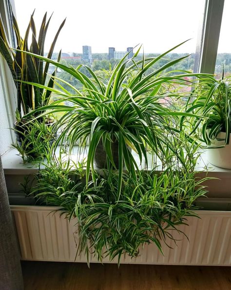 Spider Plant Indoor, Spider Plant Care, Airplane Plant, نباتات منزلية, Spider Plant, Indoor Trees, Growing Plants Indoors, Fast Growing Plants, Jade Plants